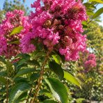 Myrta krepová (Lagerstroemia indica) ‘ROSE THÉ’ - výška 20-40 cm, kont. C2L